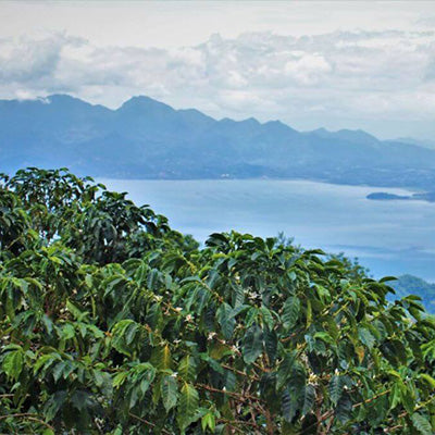 A scenic landscape in Honduras with lush coffee plants in the foreground, a large blue body of water in the middle, and blue mountains under a cloudy sky in the background.