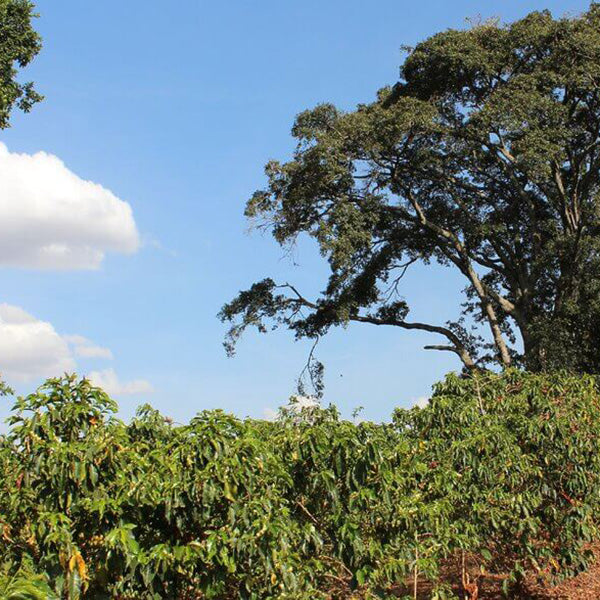 KENYA PEABERRY PLUS (GP)
