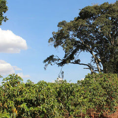 KENYA PEABERRY PLUS (GP)