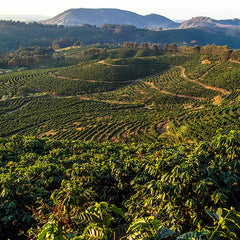 Coffee plants in field in Brazil