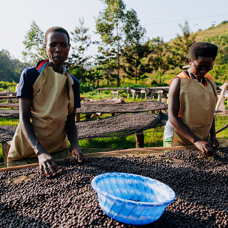 BURUNDI WASHED BUSINDE (GP)