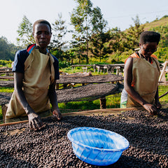 BURUNDI WASHED BUSINDE (GP)