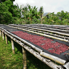 coffee beans drying in the sunshine in central america on coffee plantation