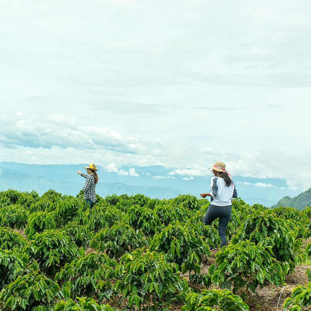 view of coffee plants on grown at high elevation along with workers