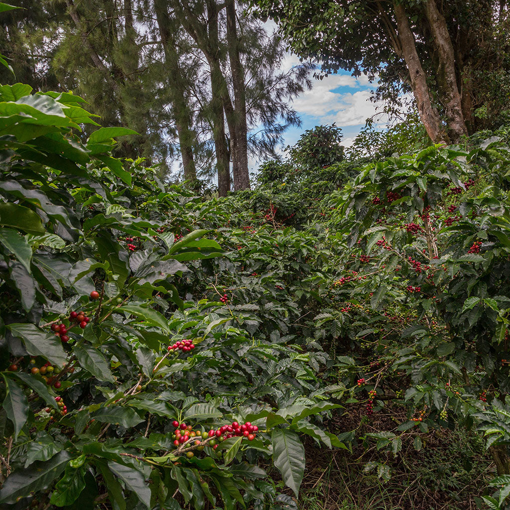 Shade-grown coffee plants in Costa Rica forest