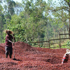 Person working with coffee beans on a farm with trees in the background