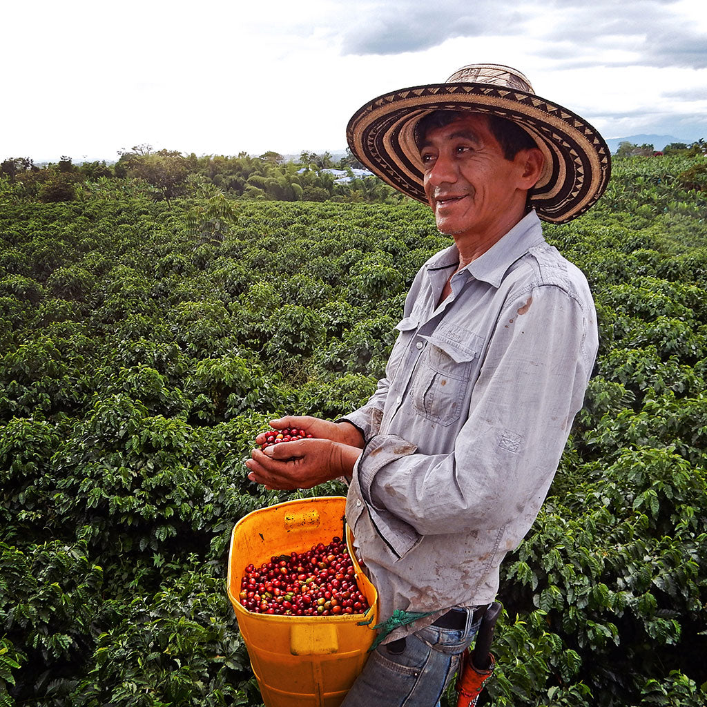 A coffee farmer in a field of coffee plants