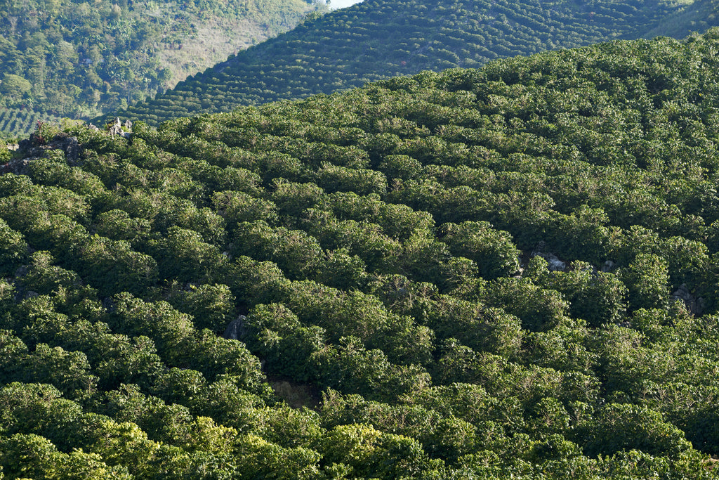 Aerial view of a lush guatamalan coffee palants with rolling hills in the background.