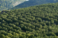 Aerial view of a lush guatamalan coffee palants with rolling hills in the background.
