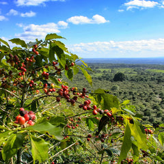 Ripe coffee on a mountainside in Mexico
