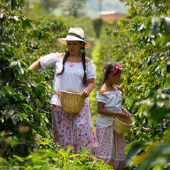 Mother and daughter picking coffee beans in South America