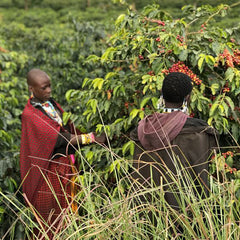 TANZANIA AA MONDUL ESTATE (GP)