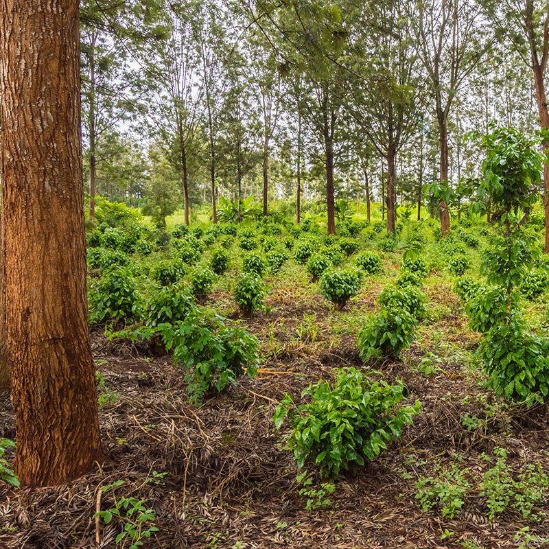 Shade grown coffee plants in kenya