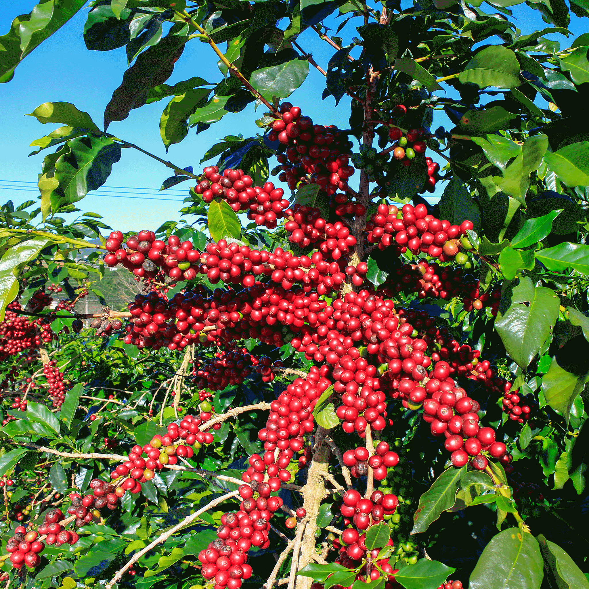 ripe coffee beans on coffee trees